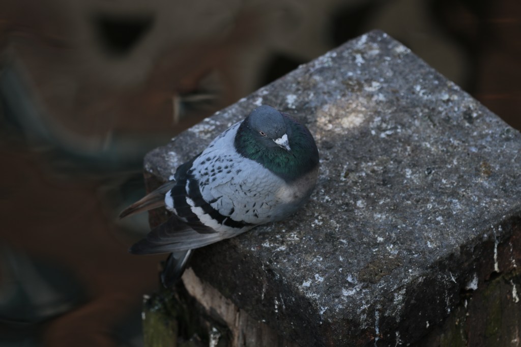 Stadsnatuurfotografie in Amsterdam
