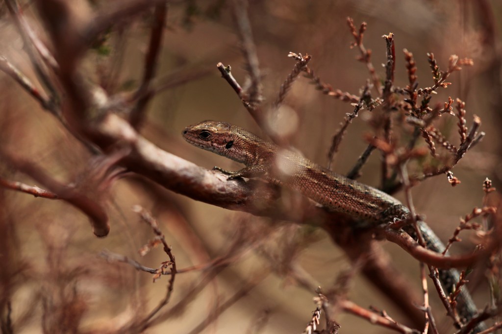Reptielenmonitoring Veluwe