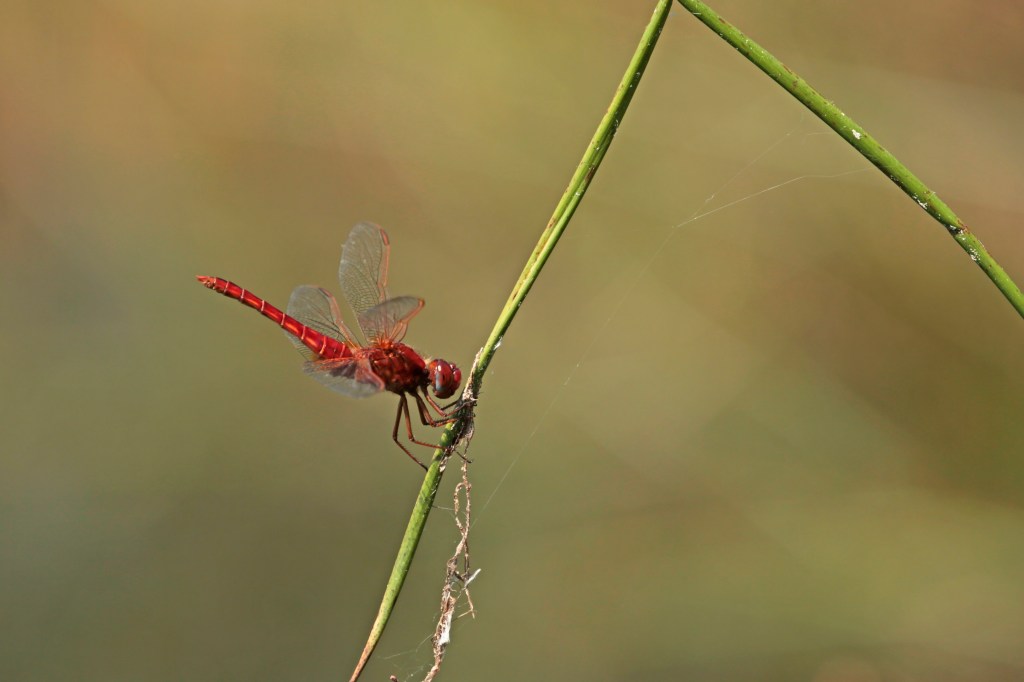 Libellen op het Leersumse&nbsp;Veld