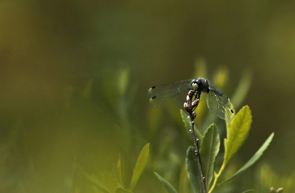 Zeer zeldzame oostelijke gast