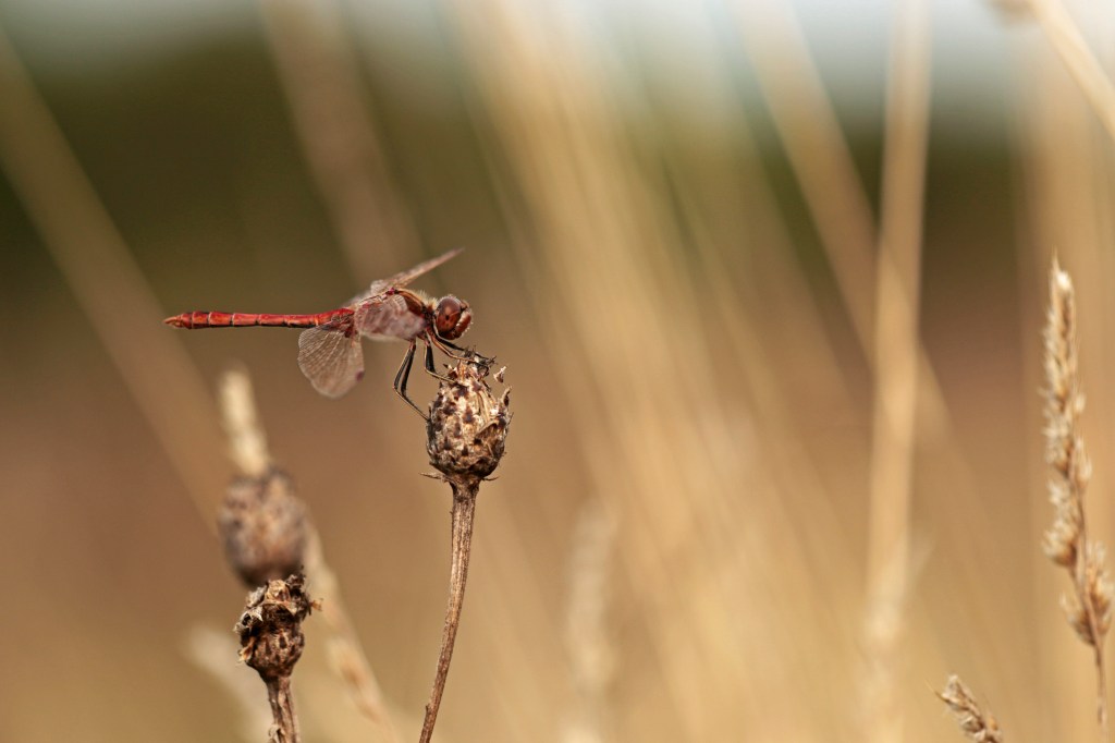 Mooi, zeldzaam of&nbsp;allebei?