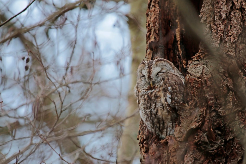 Bosuil Renkums Beekdal