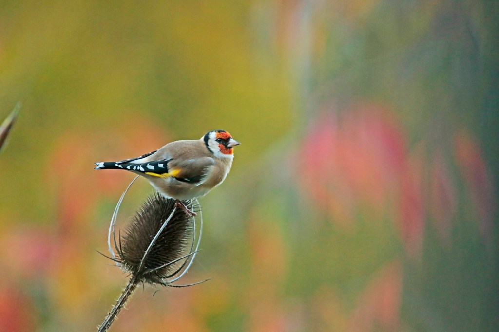 Putters in de tuin (deel&nbsp;2)