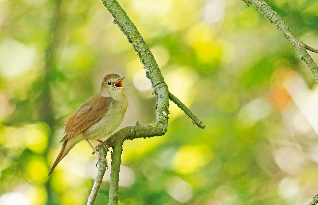 Een uniek inkijkje in de wereld van de nachtegaal