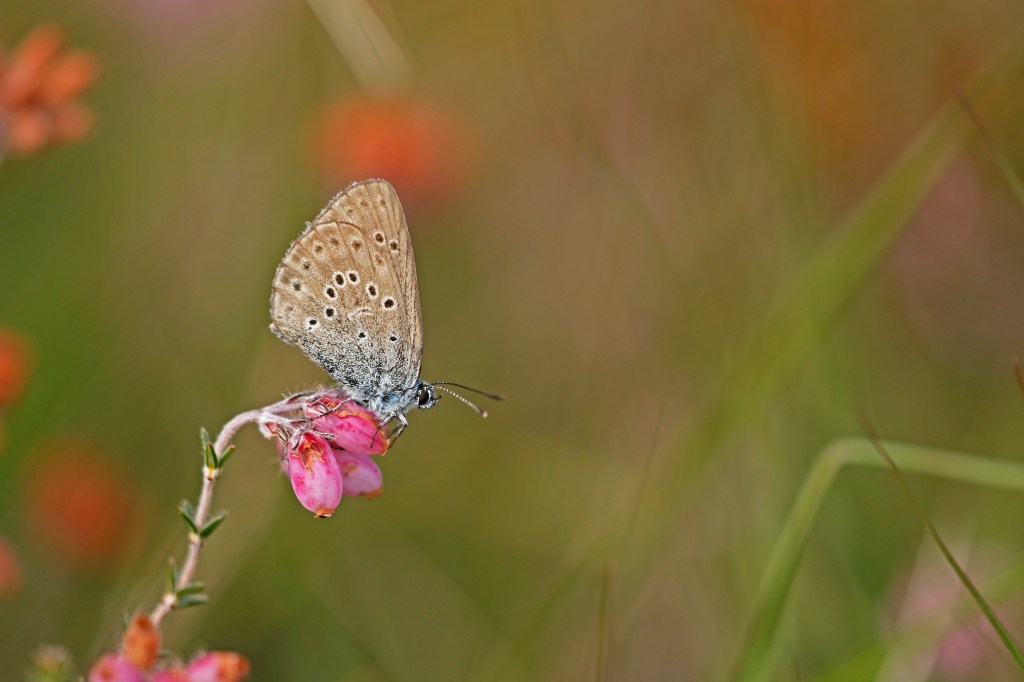 Op de fiets door Drenthe en&nbsp;Twente