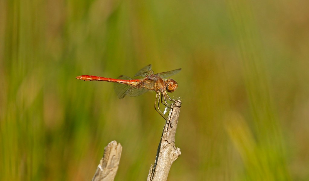 Massamigratie uit het&nbsp;zuiden