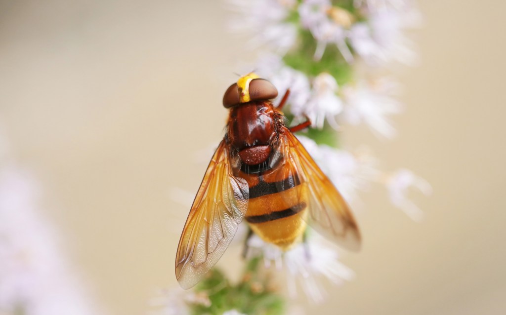 Uitmuntende nectarplant