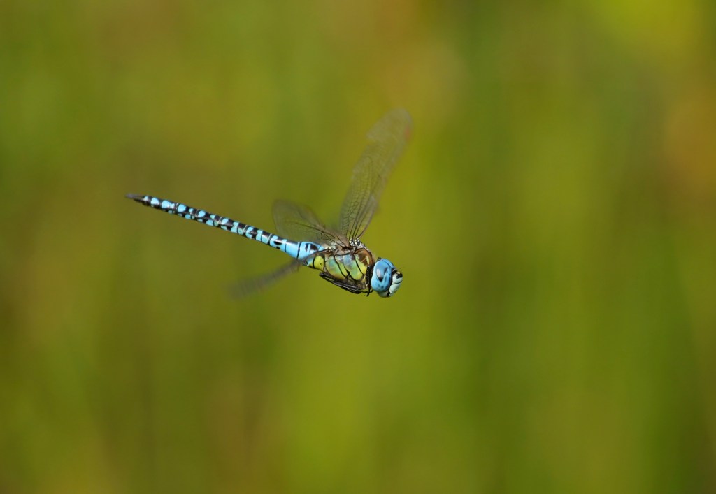 De grote glazenmakershow