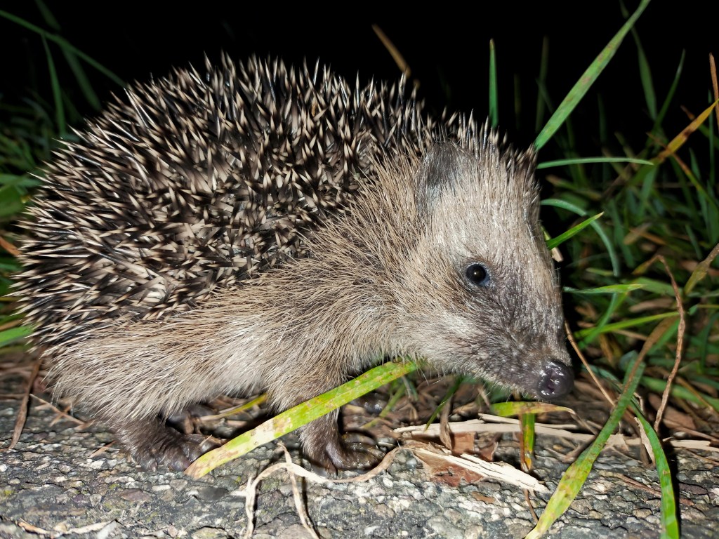 Schattige scharrelaars (deel&nbsp;1)