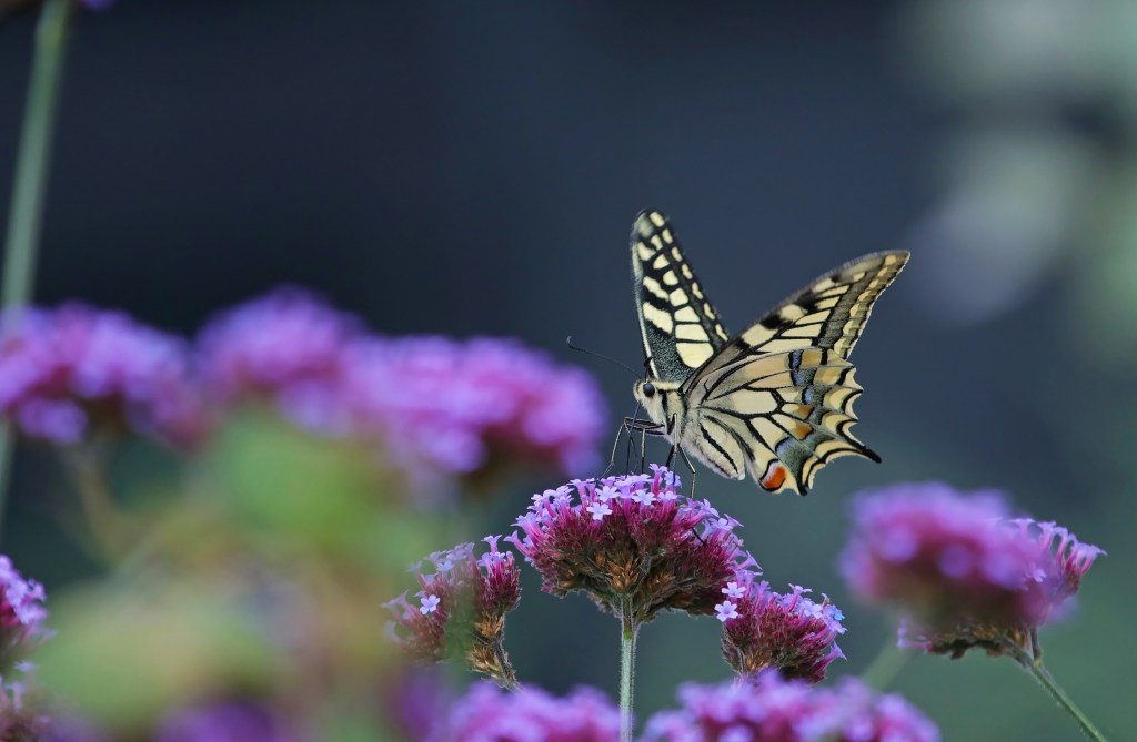 Insecten op een&nbsp;sukkeldrafje