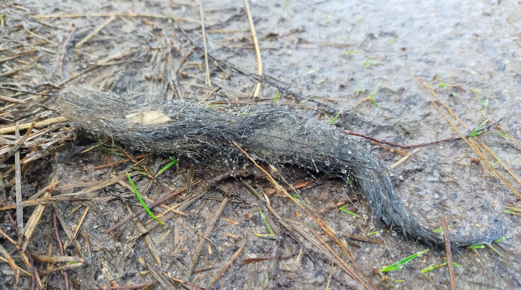 Dirigent van het woud (deel&nbsp;3)