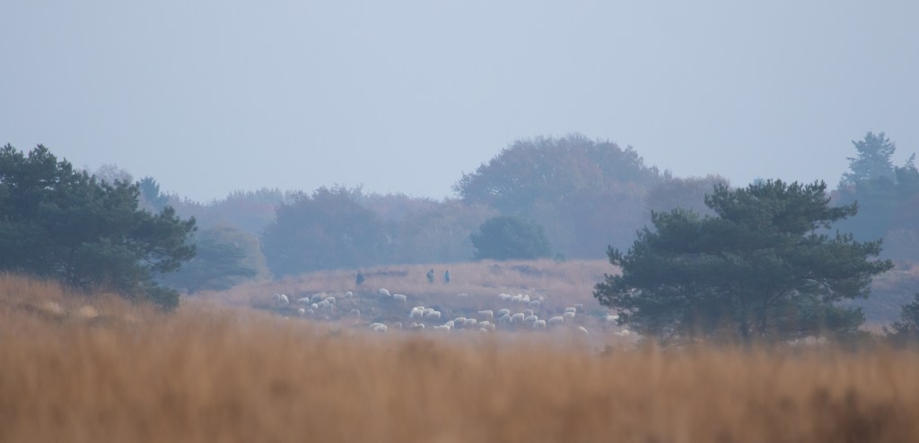 Dirigent van het woud (deel&nbsp;2)