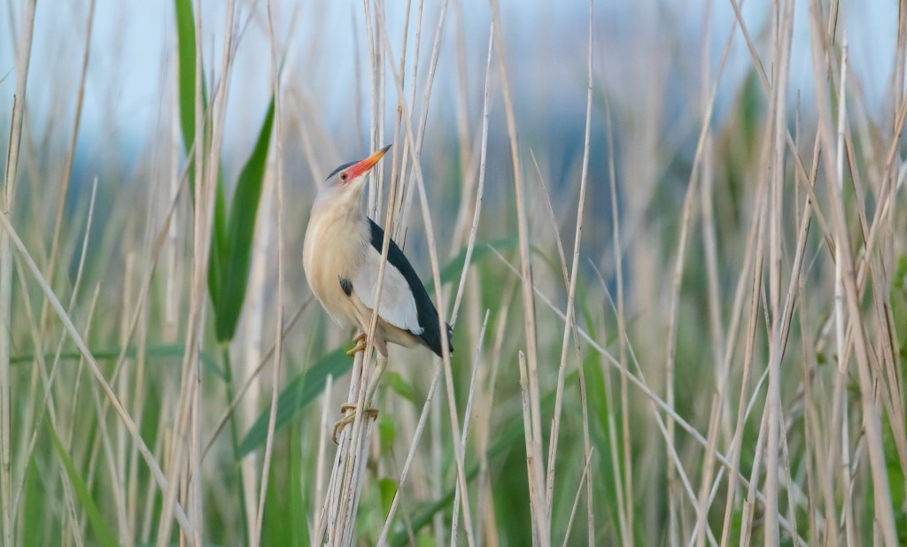 Zomeravonden met het rietaapje