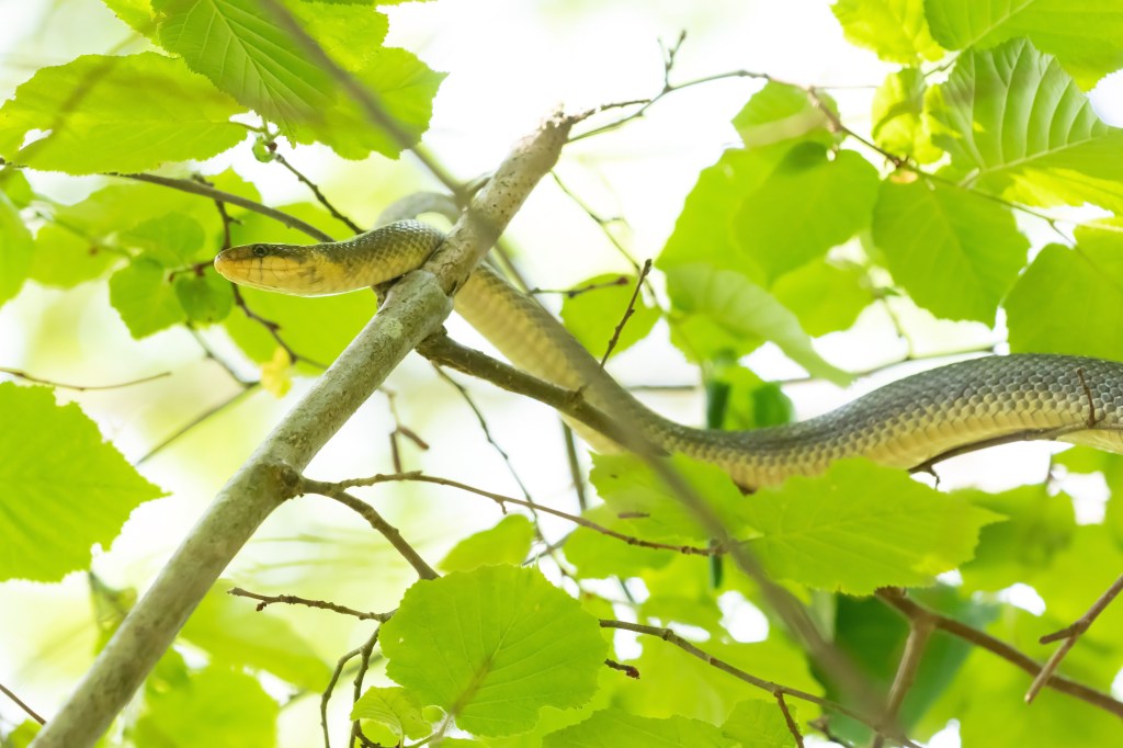 Reisblog 16 – Duitsland –&nbsp;Schlangenbad