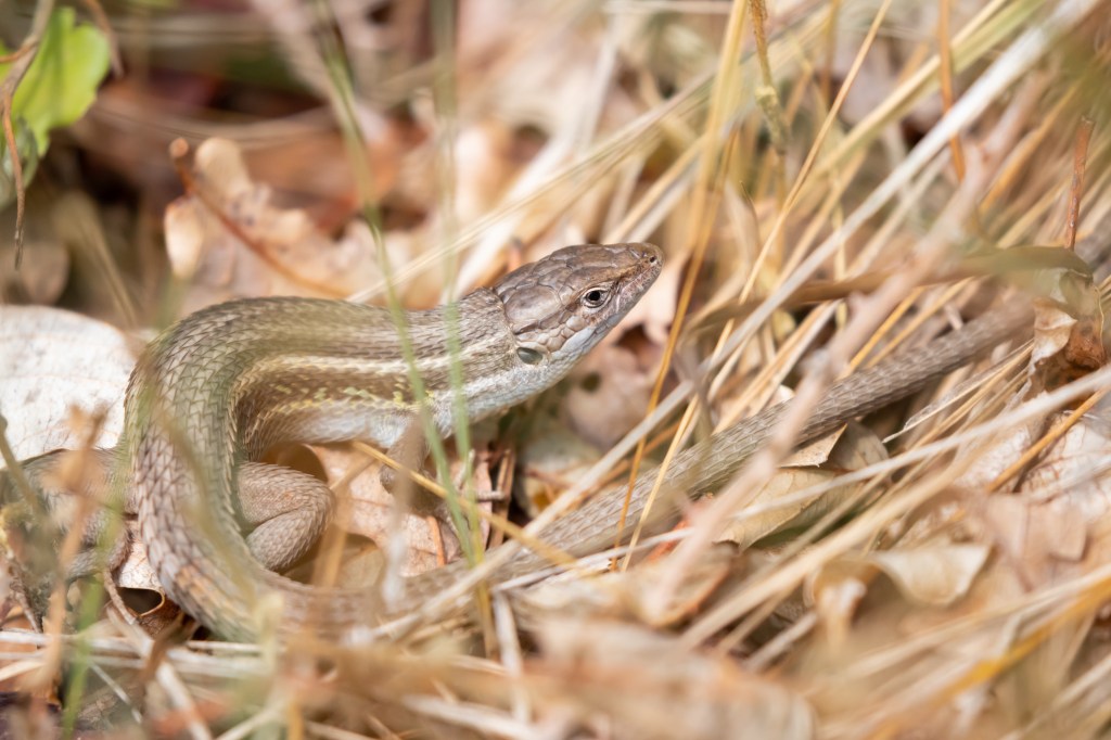 Spaanse zomer 6: Vreemde&nbsp;wezens