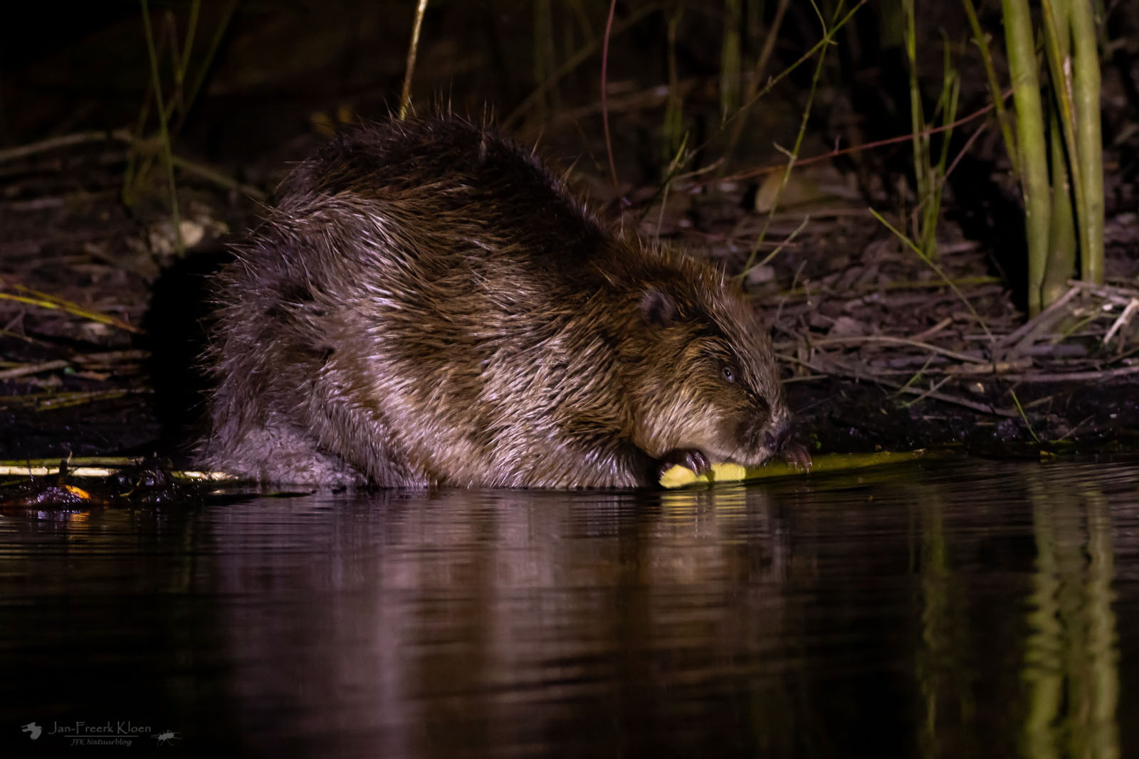 Bever als model – JFK Natuurblog