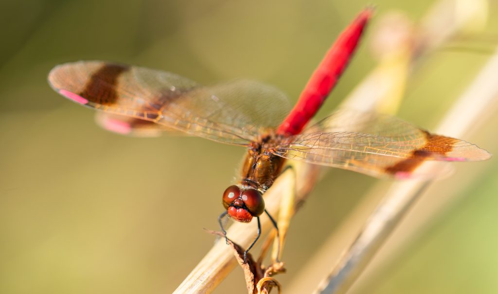Spelen met licht en libellen