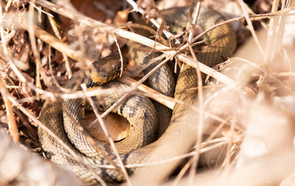 Schone slapers ruiken de lente