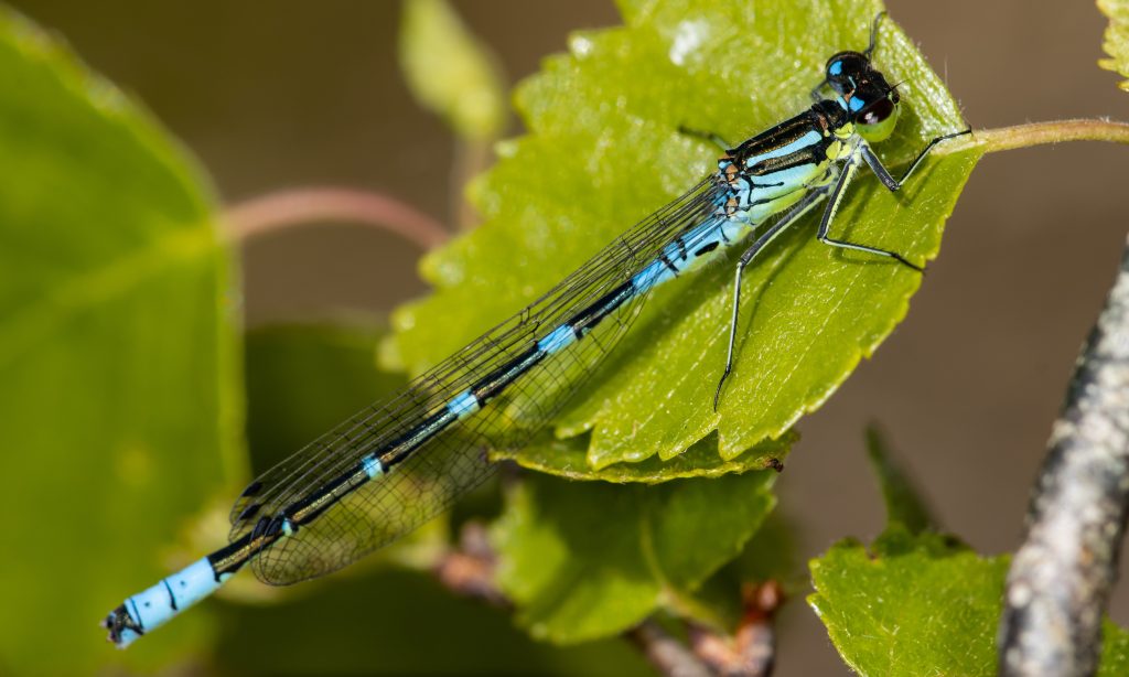 Voorjaar in het&nbsp;hoogveen