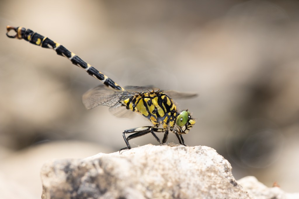 Vlinders en libellen in een zonovergoten&nbsp;Limburg