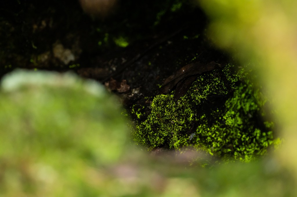 Wilde natuur in het Bayerischer Wald en&nbsp;Šumava