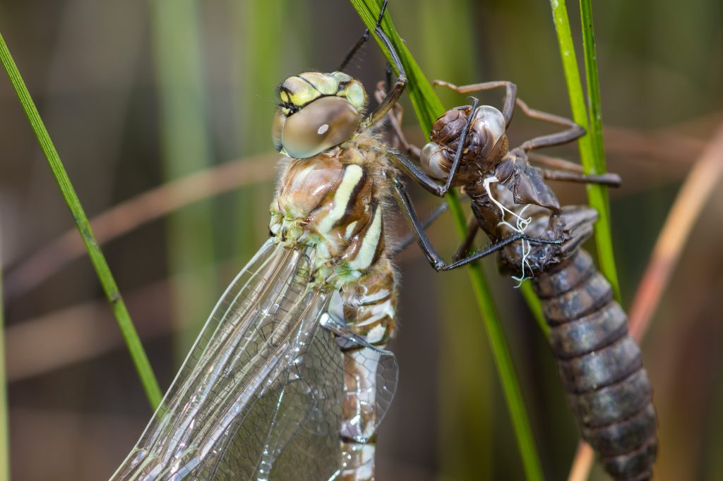 Een week vol&nbsp;libellen
