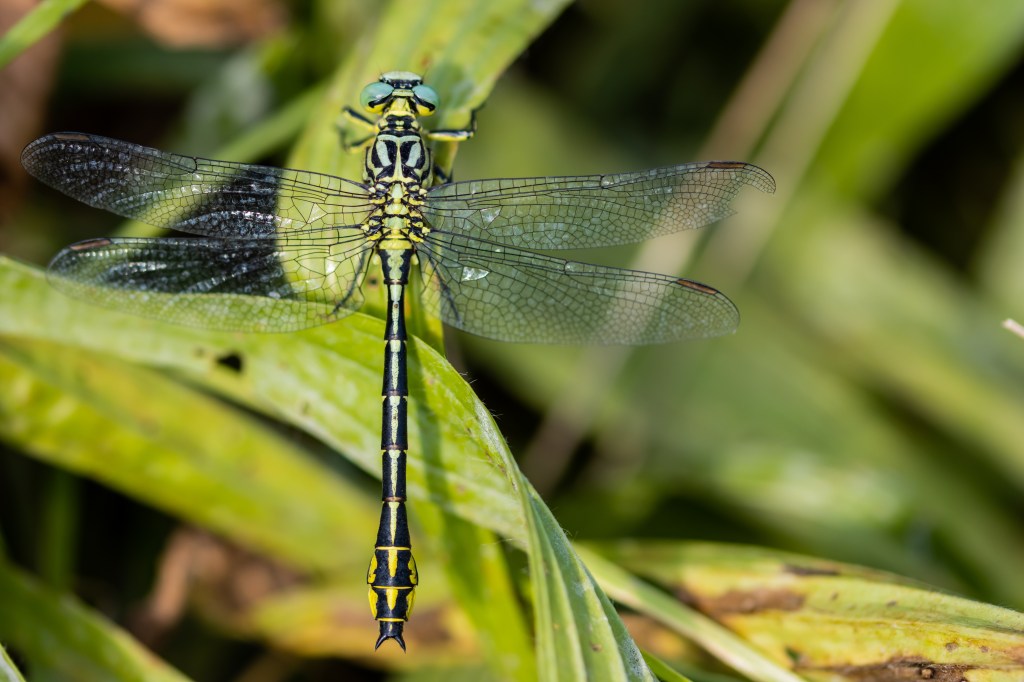 Golvende rombouten langs de&nbsp;IJssel