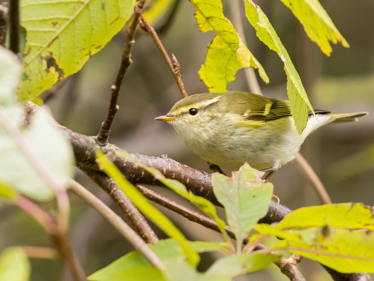 Oktober is bladkoning&nbsp;piektijd