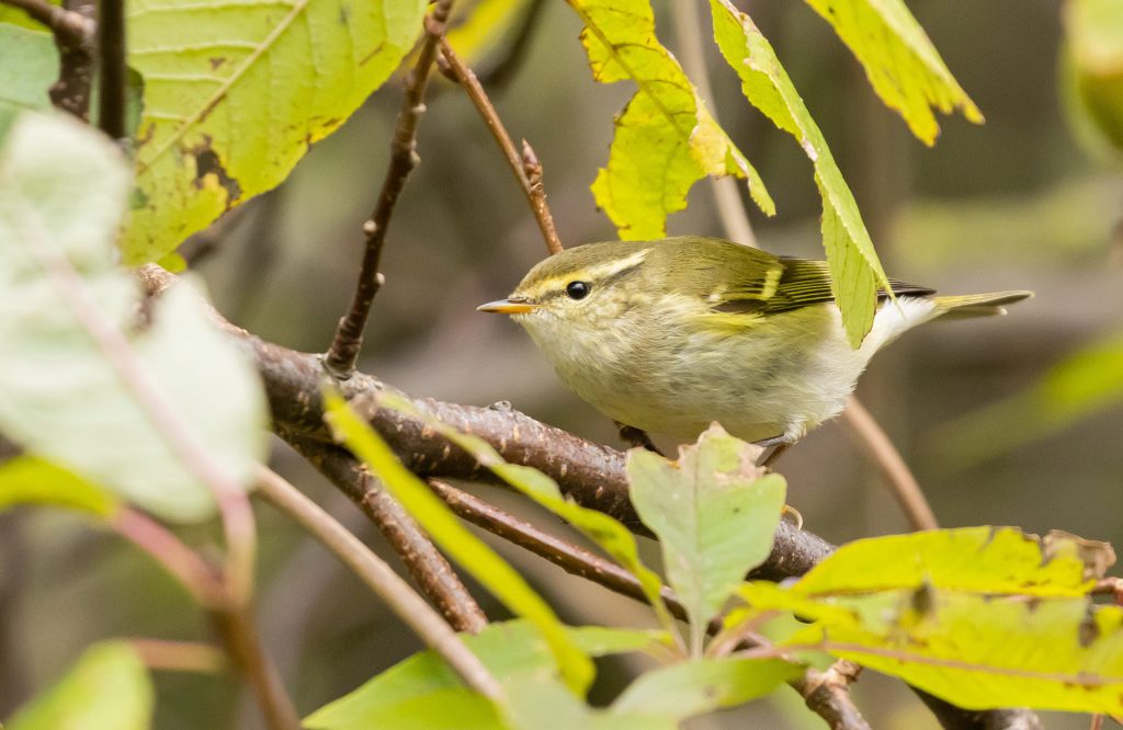 Oktober is bladkoning&nbsp;piektijd