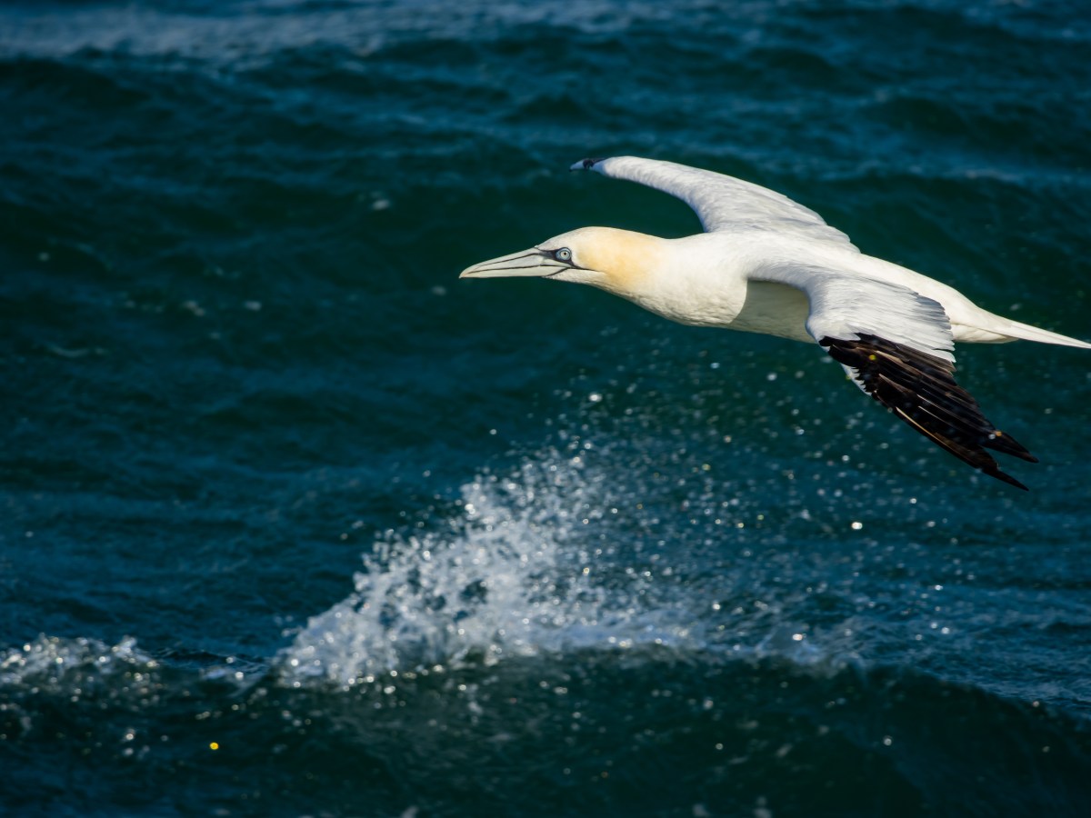 De mores van een deinende&nbsp;wereld