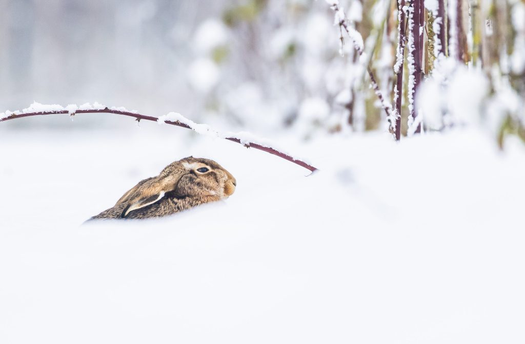 Wintergasten en sneeuw
