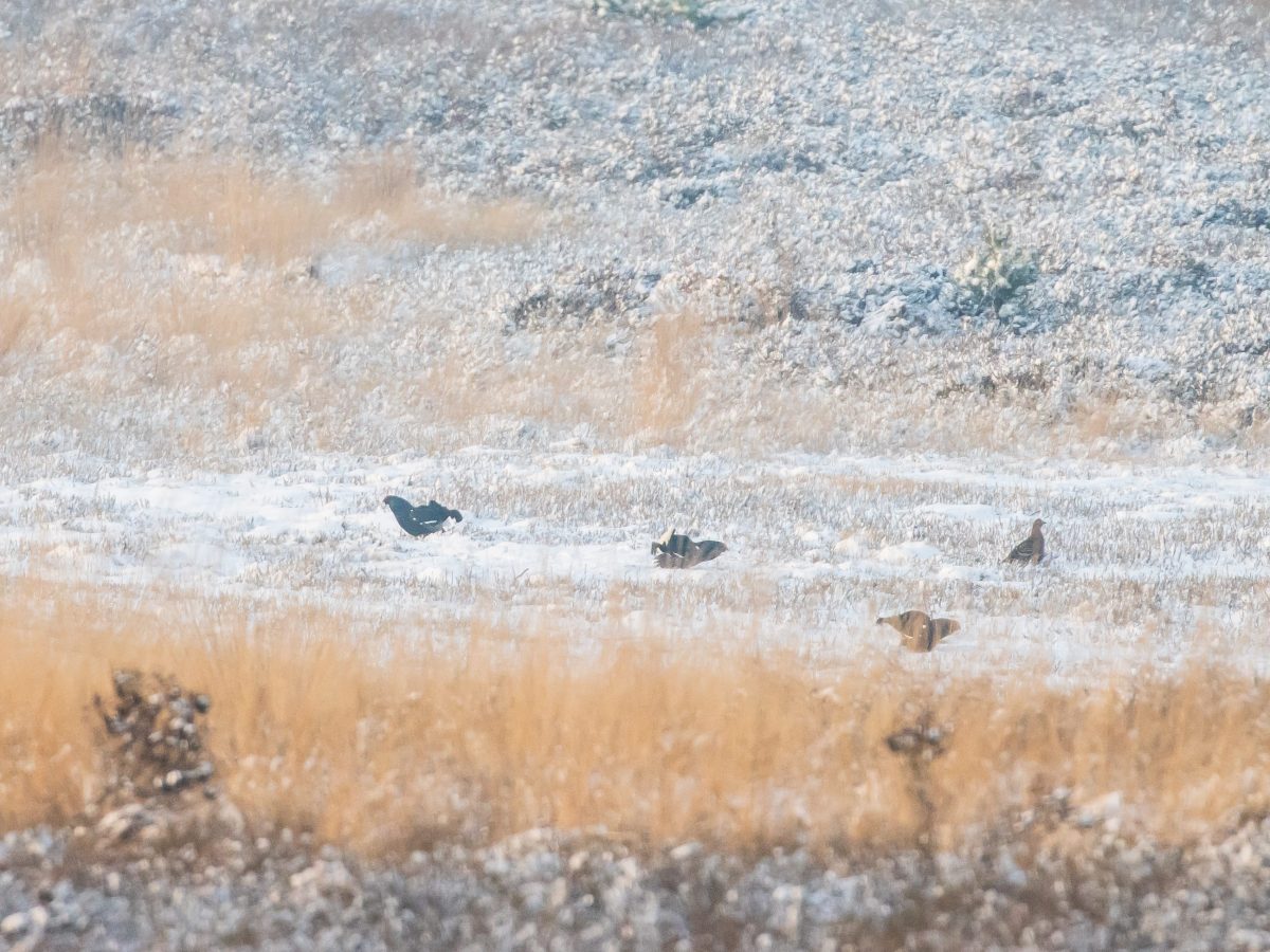 Op z’n Zweeds: baltsende hanen in de&nbsp;sneeuw
