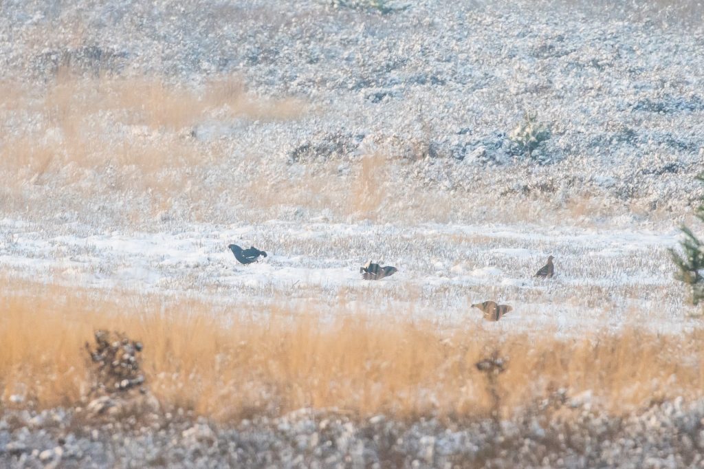 Op z’n Zweeds: baltsende hanen in de&nbsp;sneeuw