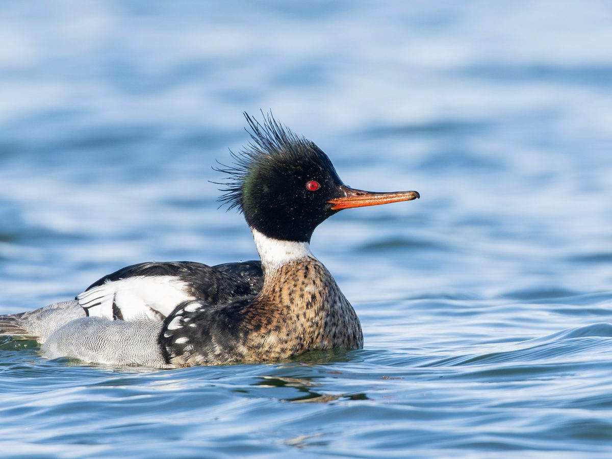 Gewillige fotomodellen aan de&nbsp;kust