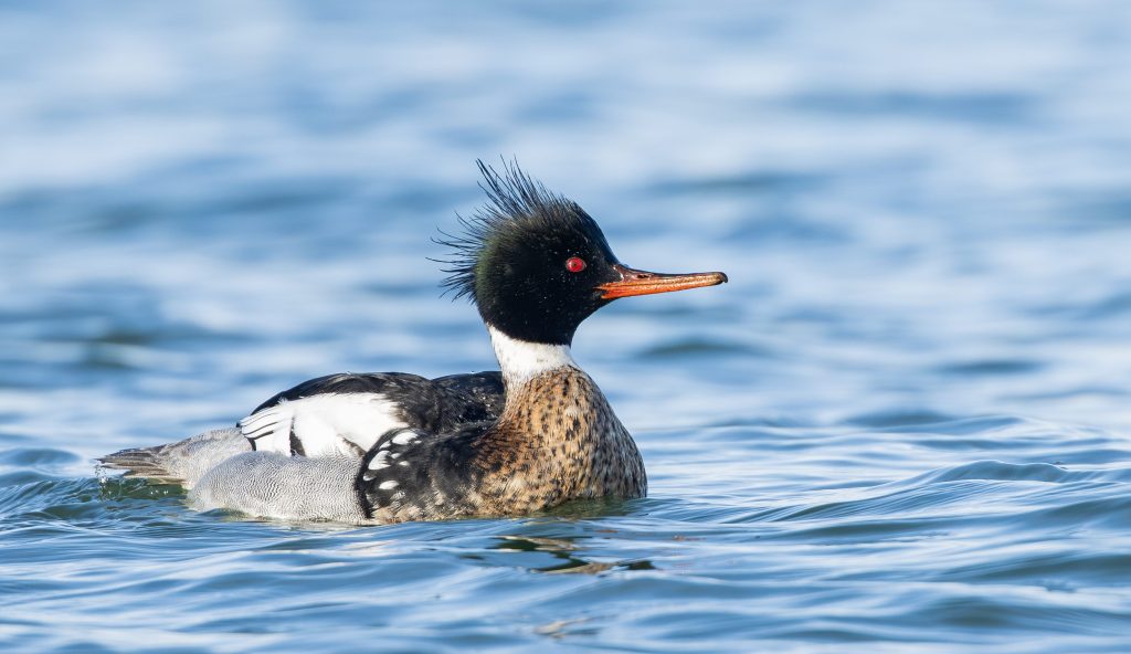 Gewillige fotomodellen aan de&nbsp;kust