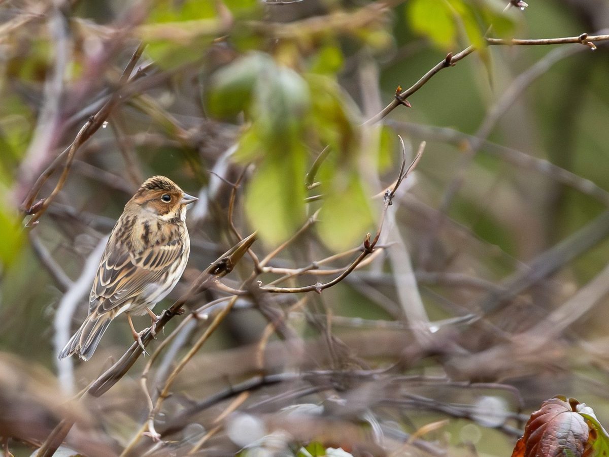Eindelijk een gewillige&nbsp;dwerggors