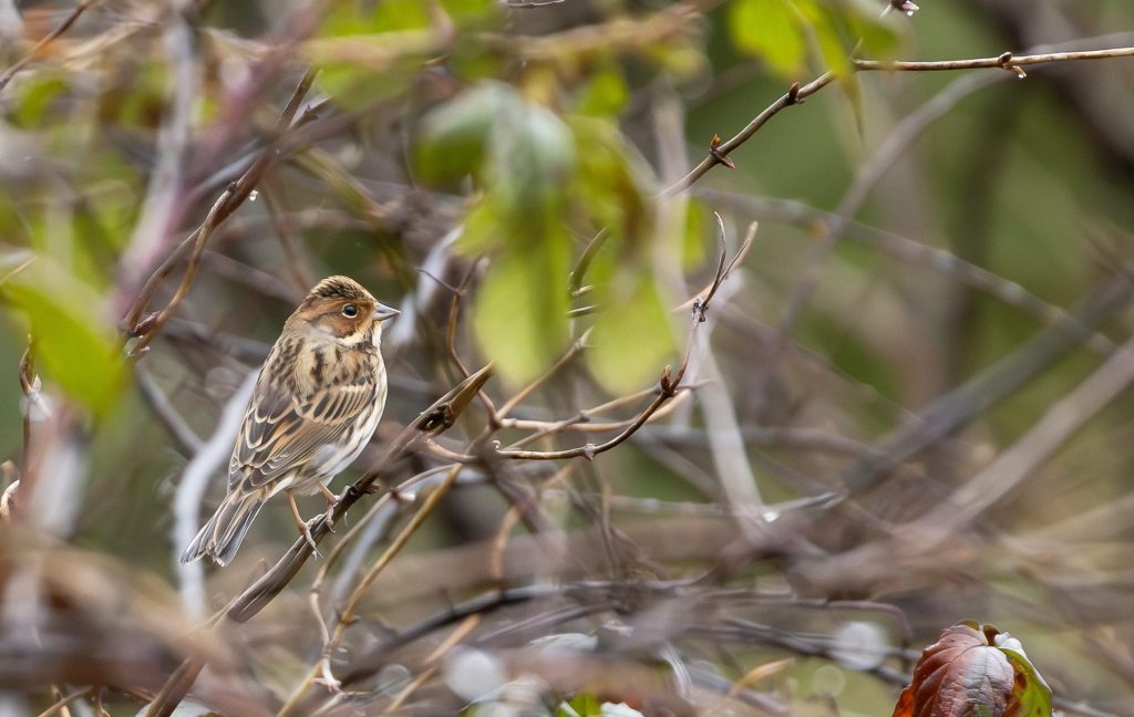 Eindelijk een gewillige dwerggors
