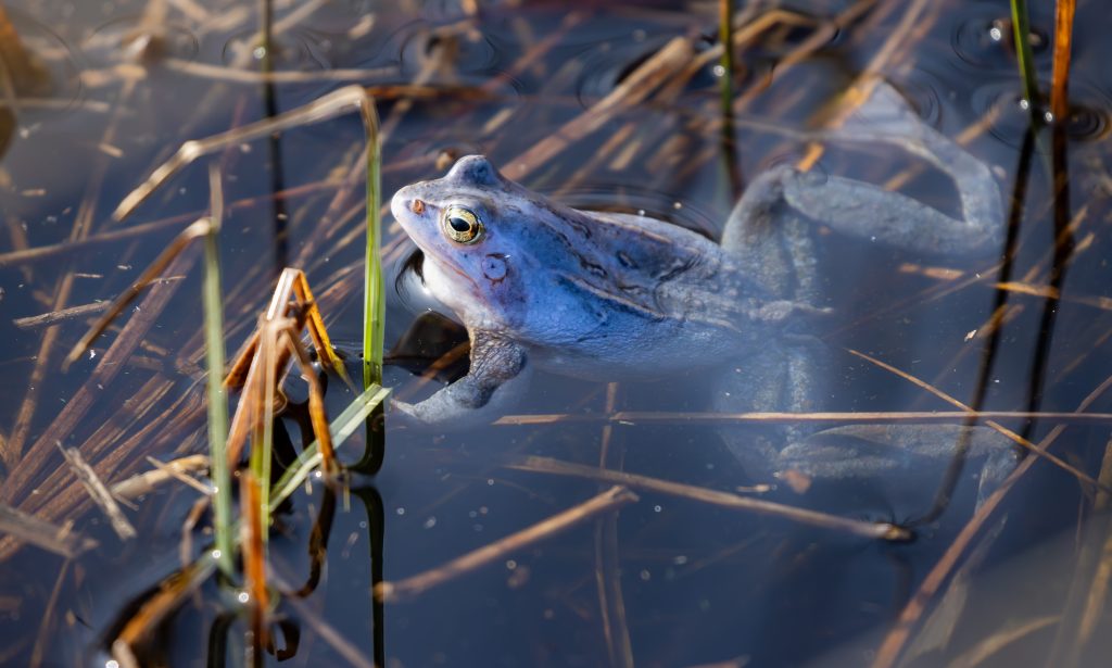 Een blauwtje lopen hoort er als kikker gewoon&nbsp;bij