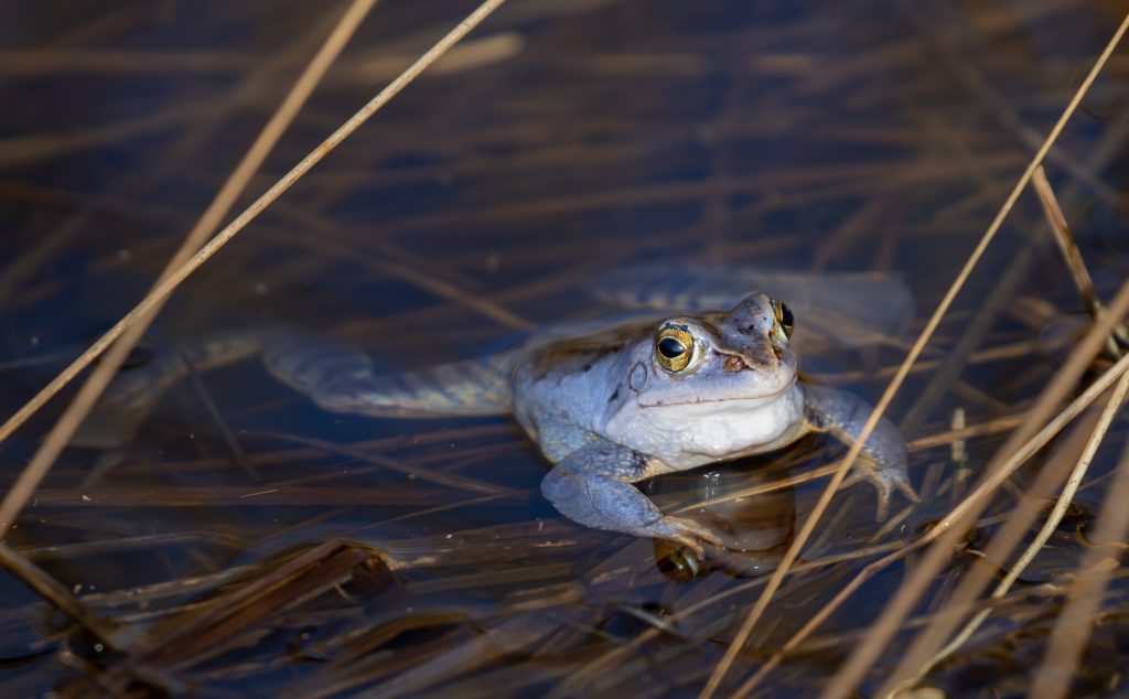 Een blauwtje lopen hoort er als kikker gewoon&nbsp;bij